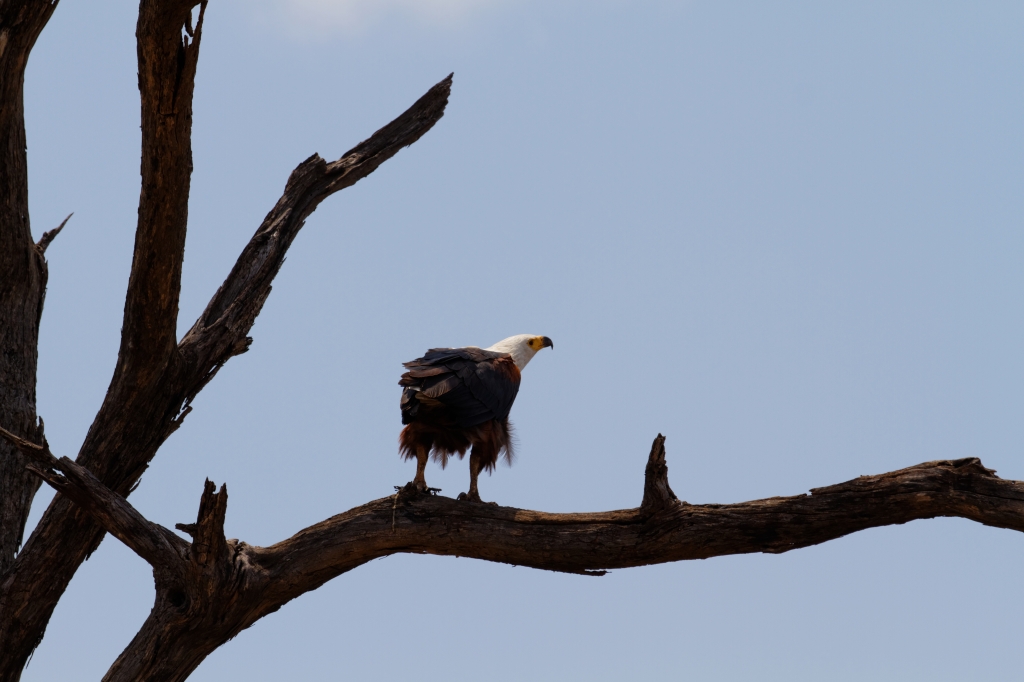 08 - Kruger NP (34).jpg